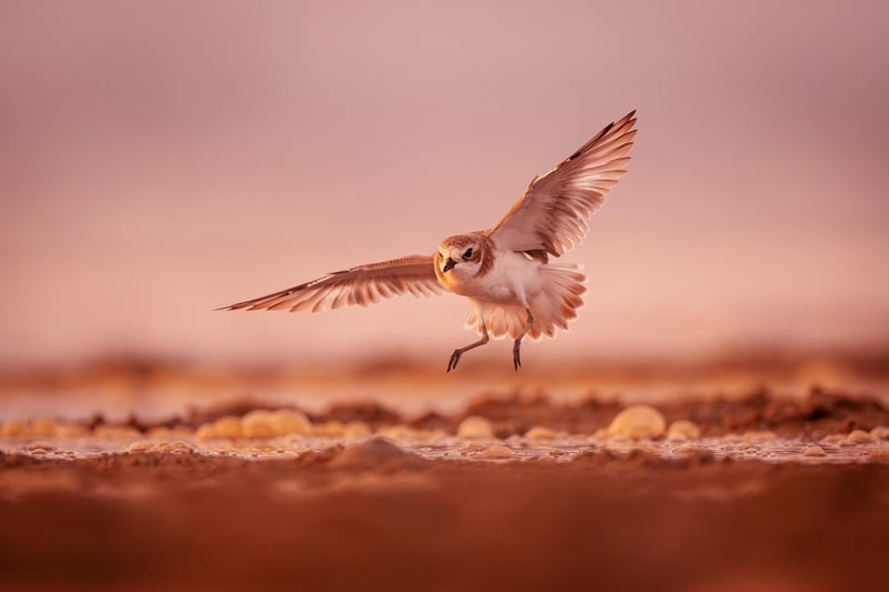 Meditation in Motion